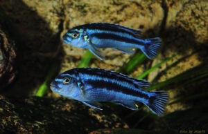 Pseudotropheus cyaneorhabdos 'Maingano Island'